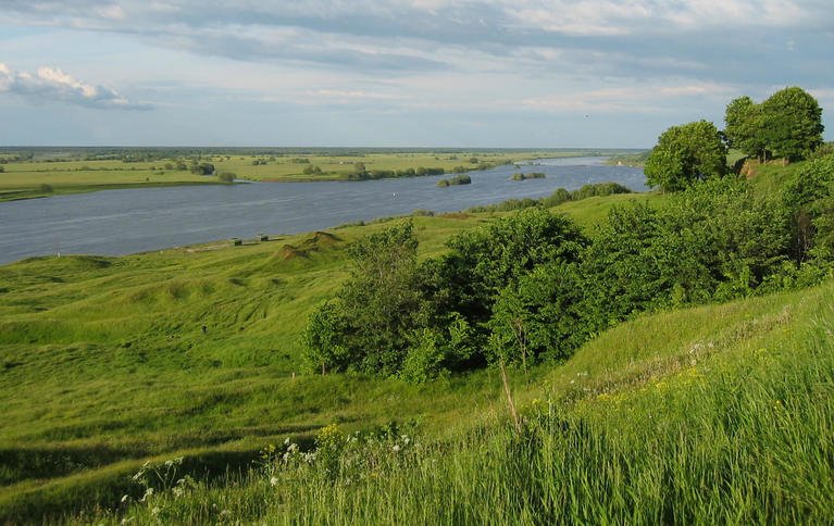 Белоомут