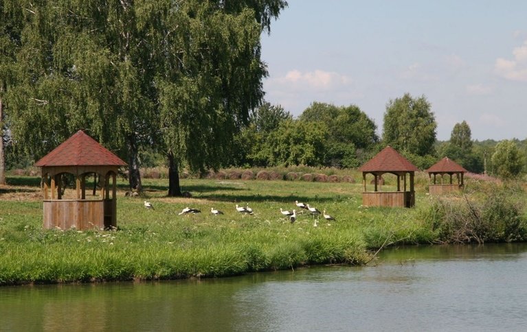 Коршуны