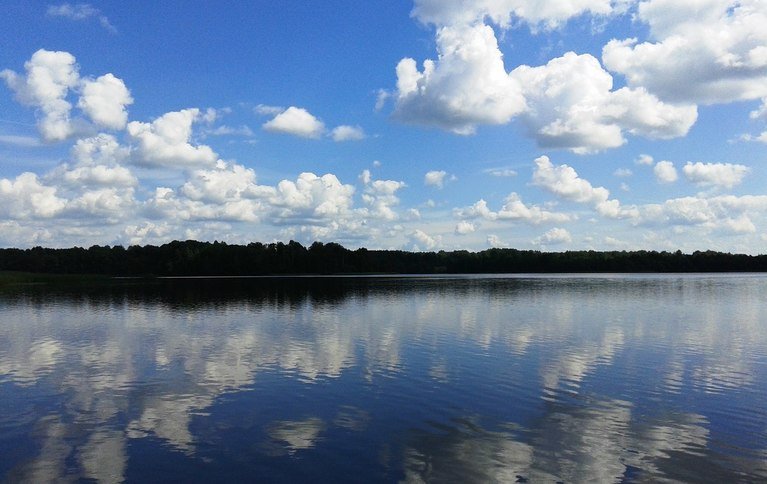 Лесная гавань