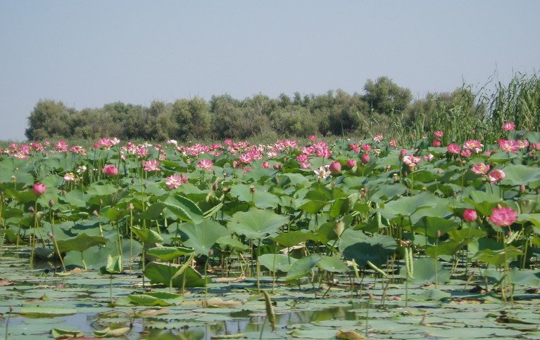 Лотос на вышке