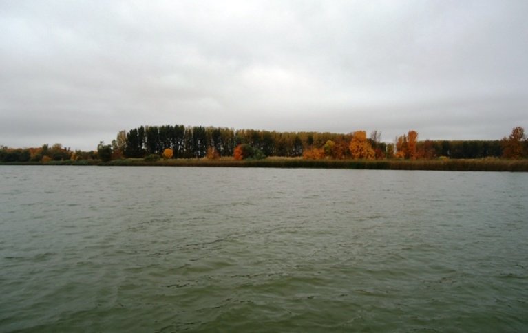 Осетр