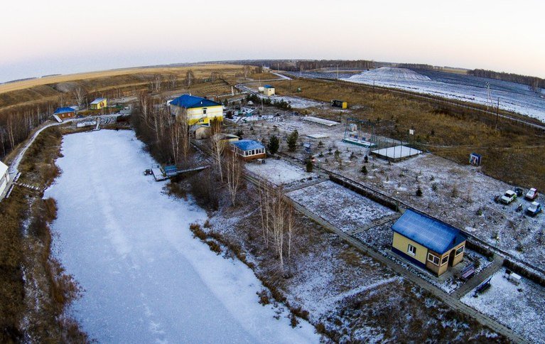 Подсолнухи