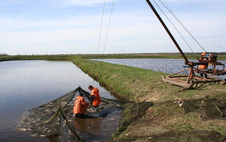 Селец