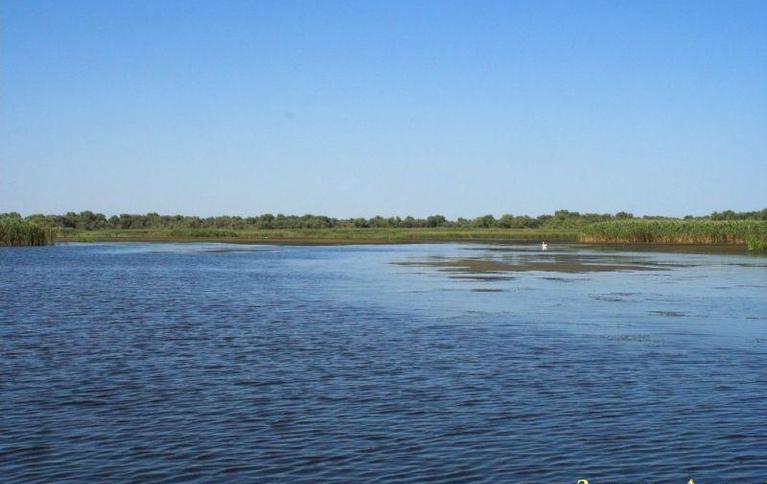 Золотая дельта